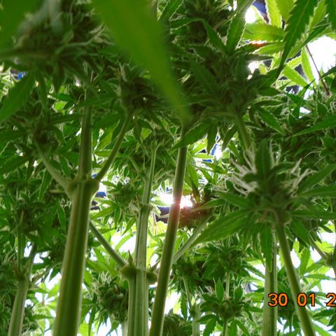 Auto Orange Bud growlog photo: Went a bit David Bellamy on this day!
