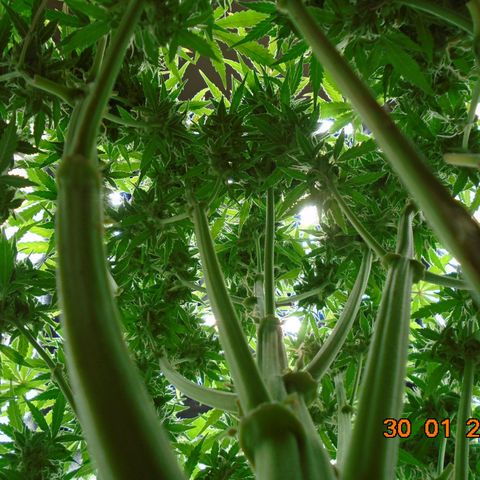 Auto Orange Bud growlog photo: Went a bit David Bellamy on this day!