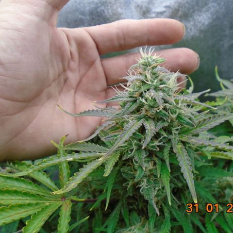 Auto Orange Bud growlog timeline photo