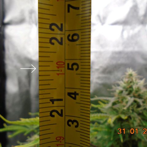 Auto Orange Bud growlog timeline photo