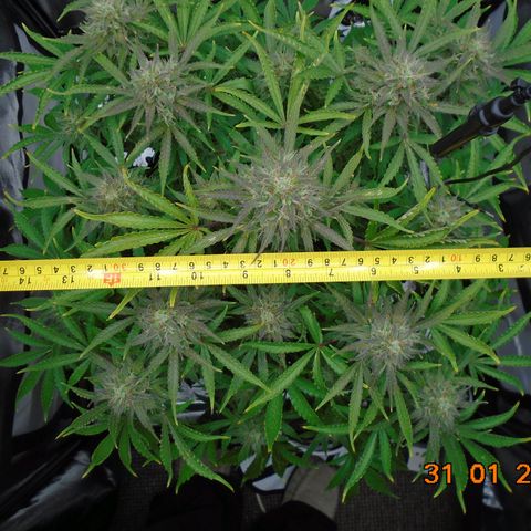 Auto Orange Bud growlog timeline photo