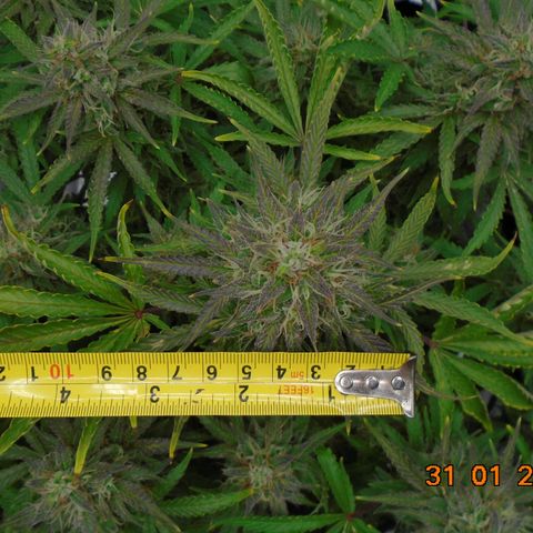 Auto Orange Bud growlog timeline photo