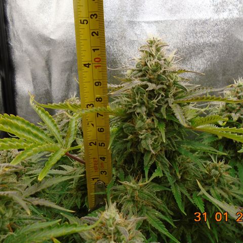 Auto Orange Bud growlog timeline photo