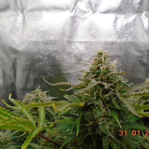 Auto Orange Bud growlog timeline photo