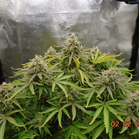 Auto Orange Bud growlog photo: Final day is supposed to be tomorrow (3rd) but that's not happening. She's about 50/50 cloudy/clear and still holding white pistols.