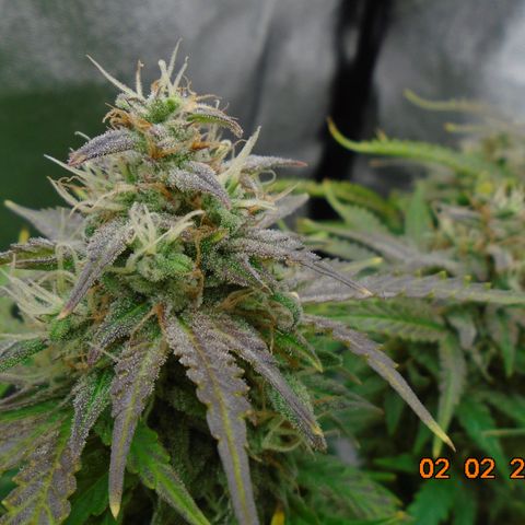Auto Orange Bud growlog photo: Final day is supposed to be tomorrow (3rd) but that's not happening. She's about 50/50 cloudy/clear and still holding white pistols.