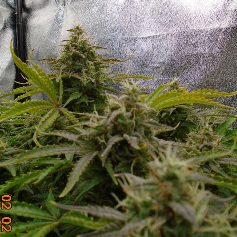 Auto Orange Bud growlog photo: Final day is supposed to be tomorrow (3rd) but that's not happening. She's about 50/50 cloudy/clear and still holding white pistols.