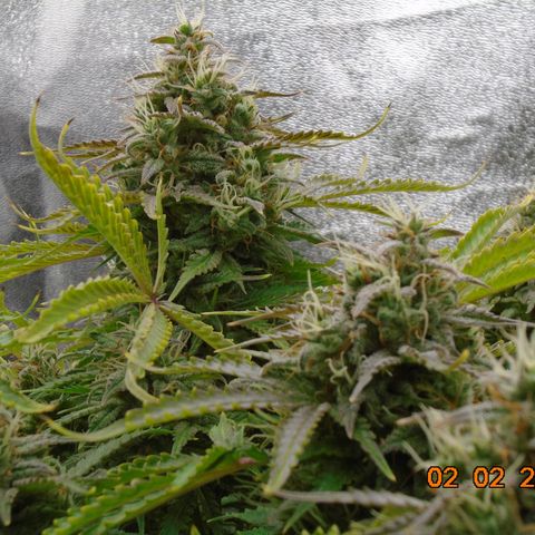 Auto Orange Bud growlog photo: Final day is supposed to be tomorrow (3rd) but that's not happening. She's about 50/50 cloudy/clear and still holding white pistols.