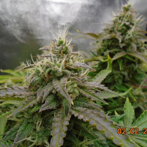 Auto Orange Bud growlog photo: Final day is supposed to be tomorrow (3rd) but that's not happening. She's about 50/50 cloudy/clear and still holding white pistols.