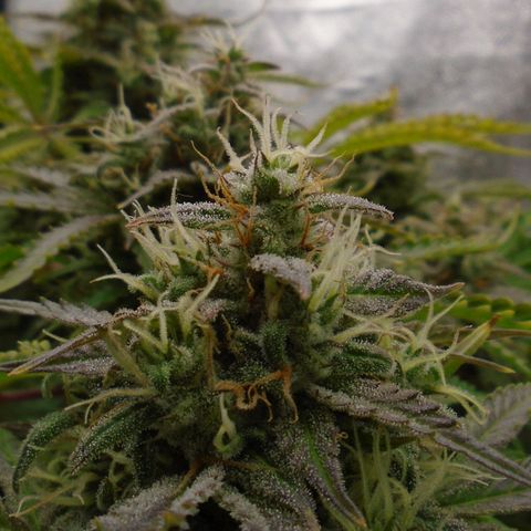 Auto Orange Bud growlog photo: Final day is supposed to be tomorrow (3rd) but that's not happening. She's about 50/50 cloudy/clear and still holding white pistols.
