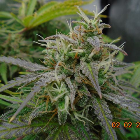 Auto Orange Bud growlog photo: Final day is supposed to be tomorrow (3rd) but that's not happening. She's about 50/50 cloudy/clear and still holding white pistols.