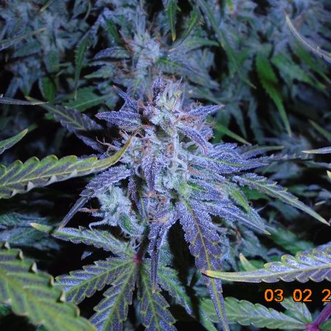 Auto Orange Bud growlog photo: Took her out today to get a closer look and cut out any leafs still crossing plus the older expended fans. Colors are amazing and a lovely frosting too.