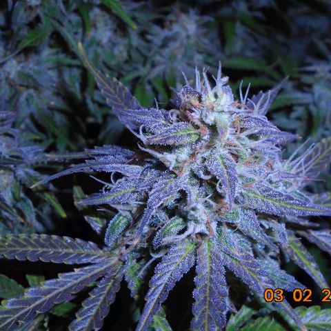 Auto Orange Bud growlog photo: Took her out today to get a closer look and cut out any leafs still crossing plus the older expended fans. Colors are amazing and a lovely frosting too.