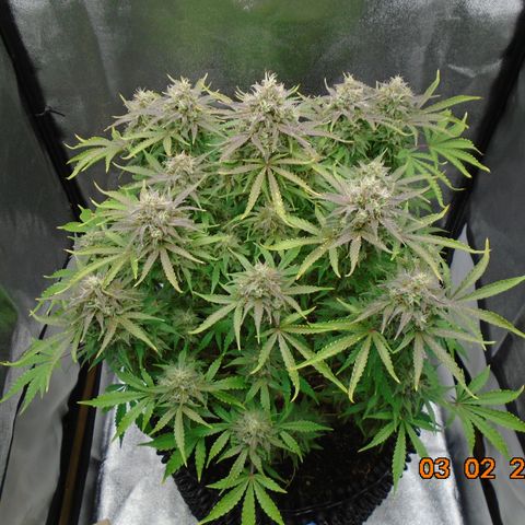 Auto Orange Bud growlog photo: Took her out today to get a closer look and cut out any leafs still crossing plus the older expended fans. Colors are amazing and a lovely frosting too.