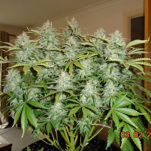 Auto Orange Bud growlog photo: Took her out today to get a closer look and cut out any leafs still crossing plus the older expended fans. Colors are amazing and a lovely frosting too.