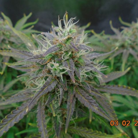 Auto Orange Bud growlog photo: Took her out today to get a closer look and cut out any leafs still crossing plus the older expended fans. Colors are amazing and a lovely frosting too.
