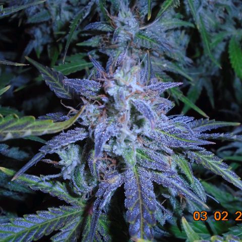 Auto Orange Bud growlog photo: Took her out today to get a closer look and cut out any leafs still crossing plus the older expended fans. Colors are amazing and a lovely frosting too.