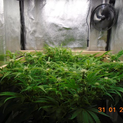 Auto Banana Blaze growlog photo: "I think we're going to need a bigger boat"