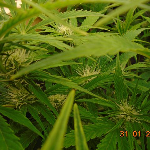 Auto Banana Blaze growlog photo: "I think we're going to need a bigger boat"