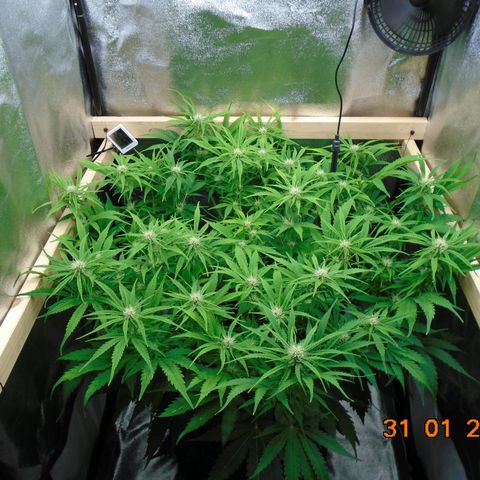 Auto Banana Blaze growlog photo: "I think we're going to need a bigger boat"