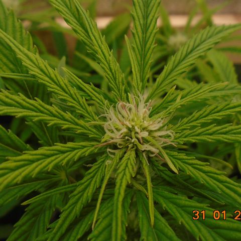 Auto Banana Blaze growlog photo: "I think we're going to need a bigger boat"