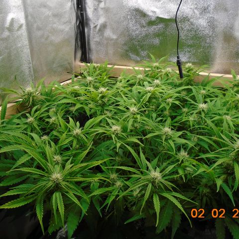 Auto Banana Blaze growlog photo: This one keeps her packed lunch in her big green skirt.  🔫   🔫   🔫