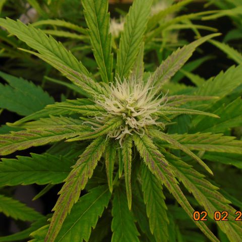 Auto Banana Blaze growlog photo: This one keeps her packed lunch in her big green skirt.  🔫   🔫   🔫