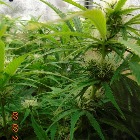 Auto Banana Blaze growlog photo: This one keeps her packed lunch in her big green skirt.  🔫   🔫   🔫