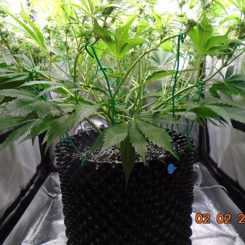 Auto Banana Blaze growlog photo: This one keeps her packed lunch in her big green skirt.  🔫   🔫   🔫