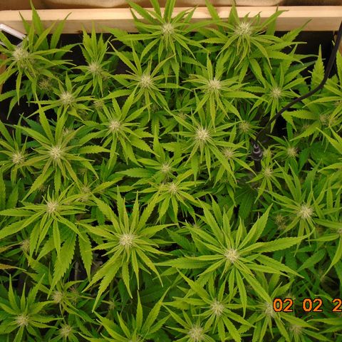 Auto Banana Blaze growlog photo: This one keeps her packed lunch in her big green skirt.  🔫   🔫   🔫