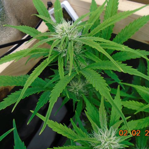 Auto Banana Blaze growlog photo: This one keeps her packed lunch in her big green skirt.  🔫   🔫   🔫