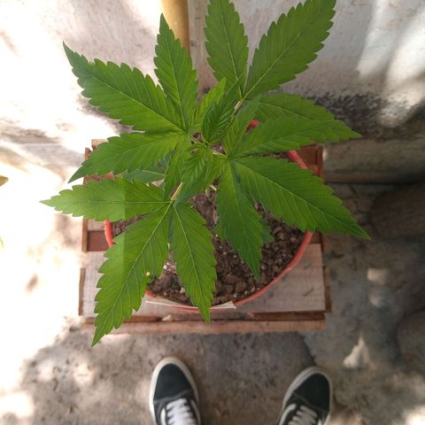 Medical Mass CBD  growlog photo: Tomando un poco de vitamina D ☀️