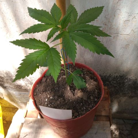 Medical Mass CBD  growlog photo: Tomando un poco de vitamina D ☀️