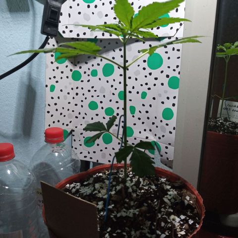 Medical Mass CBD  growlog photo: Tomando un poco de vitamina D ☀️
