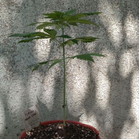 Medical Mass CBD  growlog timeline photo