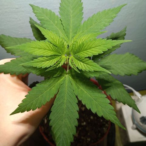 Medical Mass CBD  growlog timeline photo