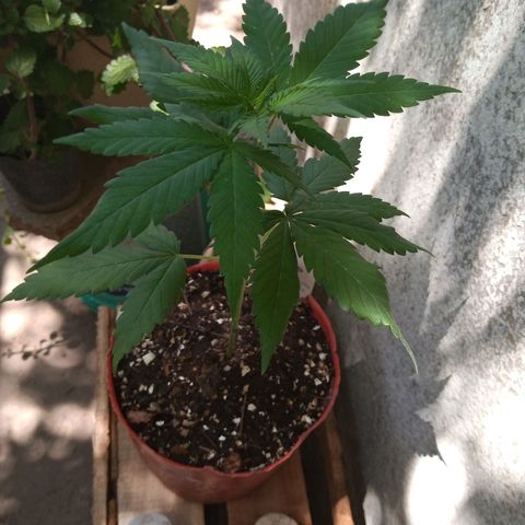 Medical Mass CBD  growlog timeline photo