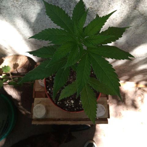 Medical Mass CBD  growlog timeline photo