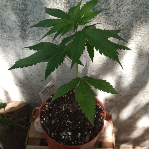 Medical Mass CBD  growlog timeline photo