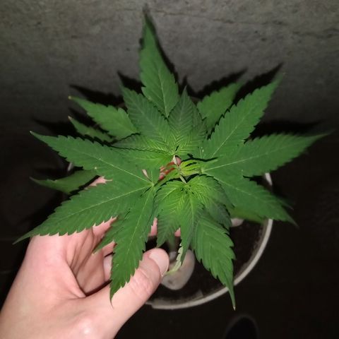 Medical Mass CBD  growlog timeline photo
