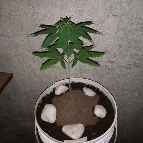 Medical Mass CBD  growlog timeline photo