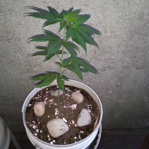 Medical Mass CBD  growlog photo: Outdoor
Balde 10L