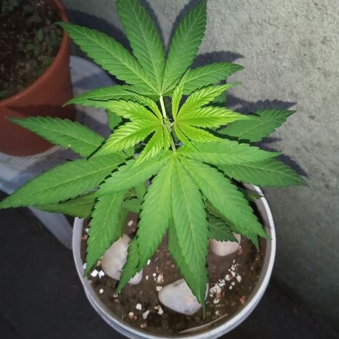 Medical Mass CBD  growlog photo: Outdoor
Balde 10L
