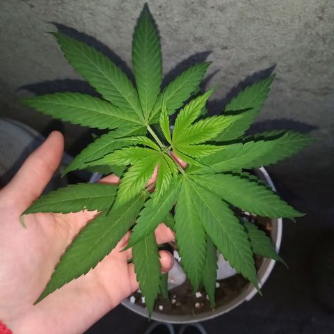 Medical Mass CBD  growlog photo: Outdoor
Balde 10L