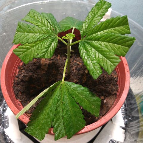Medical Mass CBD clon growlog photo: Esqueje en interior 
