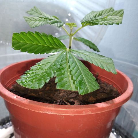 Medical Mass CBD clon growlog timeline photo