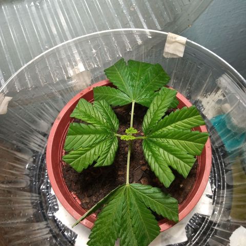 Medical Mass CBD clon growlog timeline photo