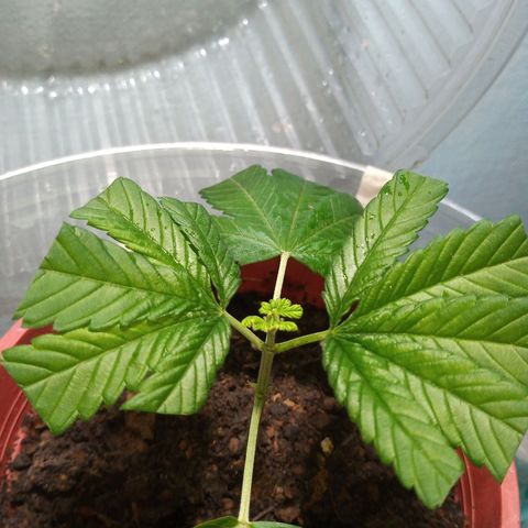 Medical Mass CBD clon growlog timeline photo