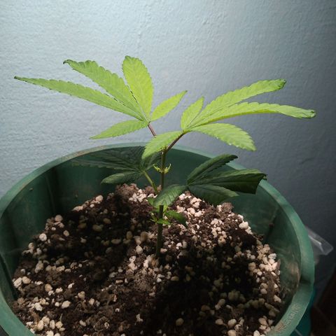 Medical Mass CBD clon growlog photo: De momento seguimos en Indoor 