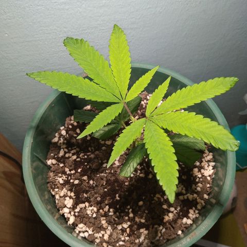 Medical Mass CBD clon growlog photo: De momento seguimos en Indoor 